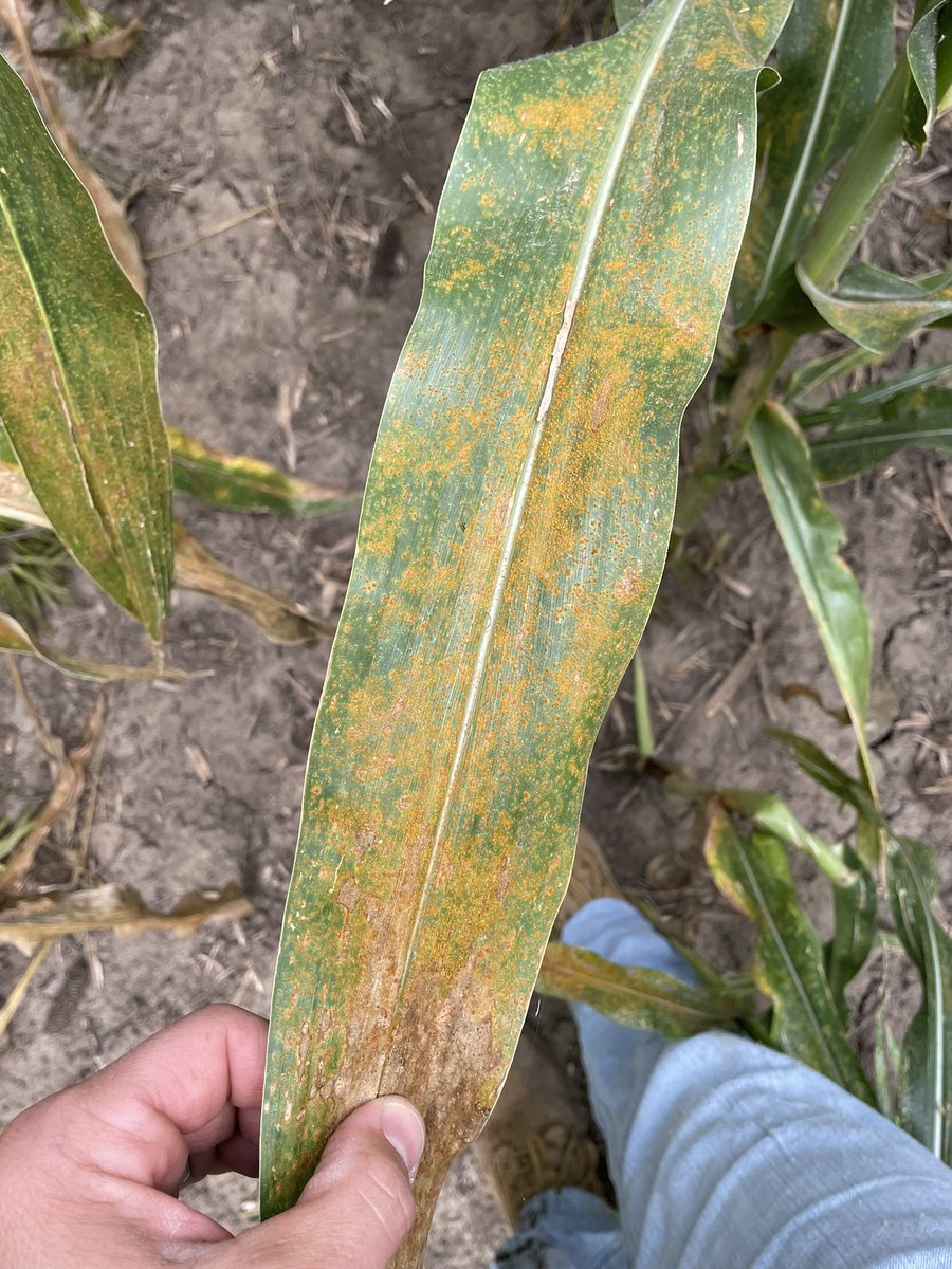 Andrew Rupe tweet media