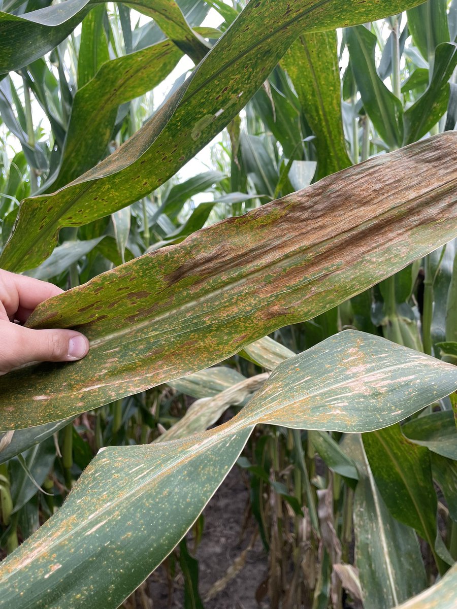 Andrew Rupe tweet media