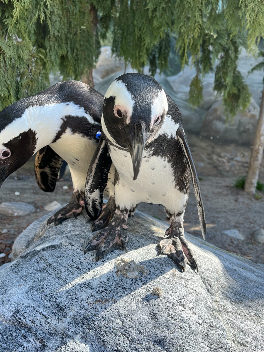 TheTorontoZoo's tweet photo. Presenting the Nice and Naughty Penguin of the Month: August 2024 Edition π§π
Learn who took home top honours this month β¬οΈ #PenguinPerformanceReview
https://t.co/5OaR2KQIkO https://t.co/ACexx6UdmA