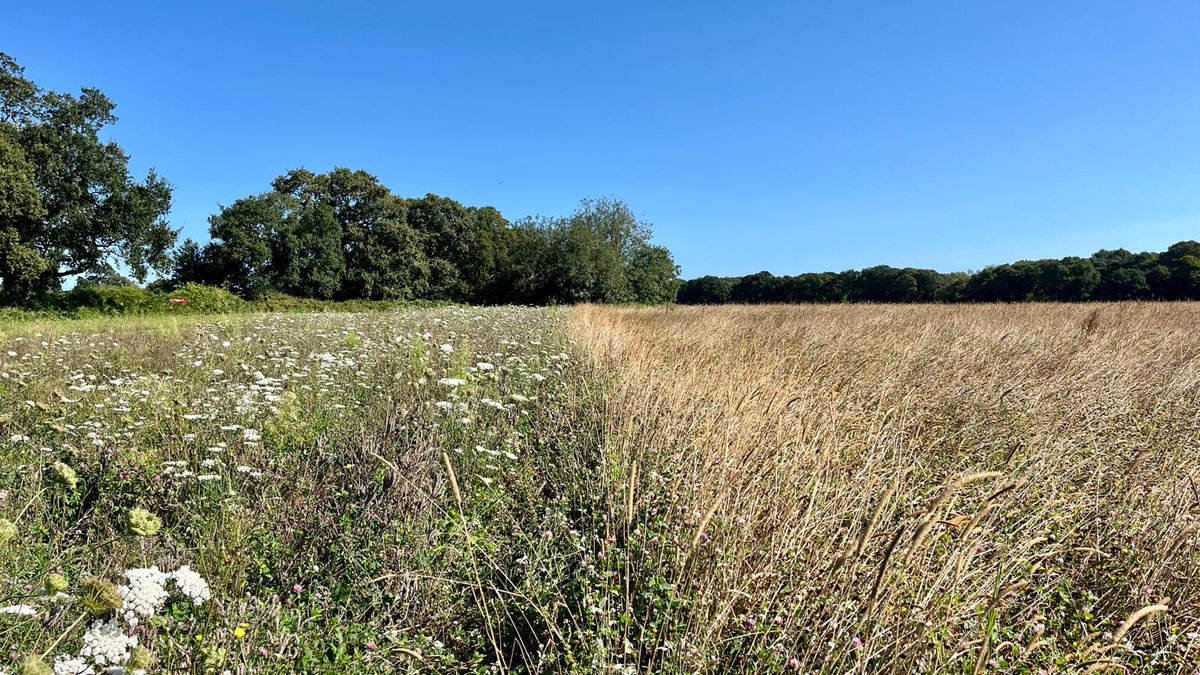 Kingscrops's tweet image. There was also an Autumn Sown Bumblebird Mix (AB16) alongside our Legume and Timothy Mix (AB15), delivering double benefits.

You can find all these mixtures in our 2024 catalogue: kingscrops.co.uk/images/Kings-C…