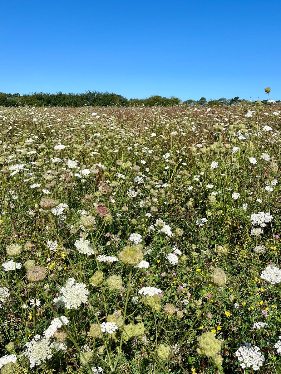 Kingscrops's tweet image. This Autumn Sown Bumblebird Mix is a great choice for AB16 in Countryside Stewardship, providing seed, pollinator habitat and cover.