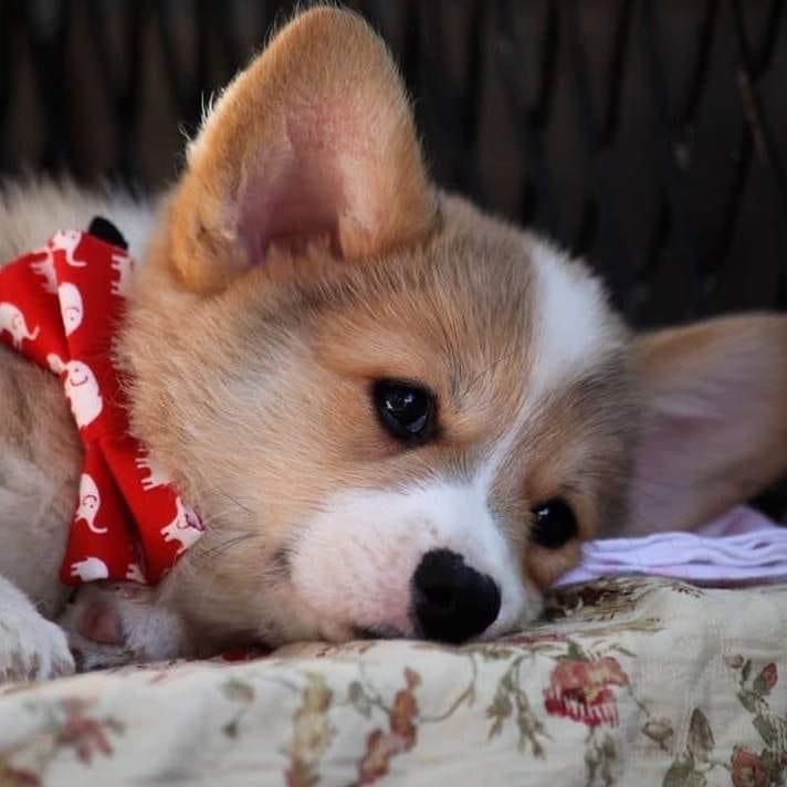 lovers_cor32508's tweet image. Cuteii 🥰🥰

#corgiclub #corgilovers #corgidog #corgipuppy #corgiworld #Corgia #corgilove