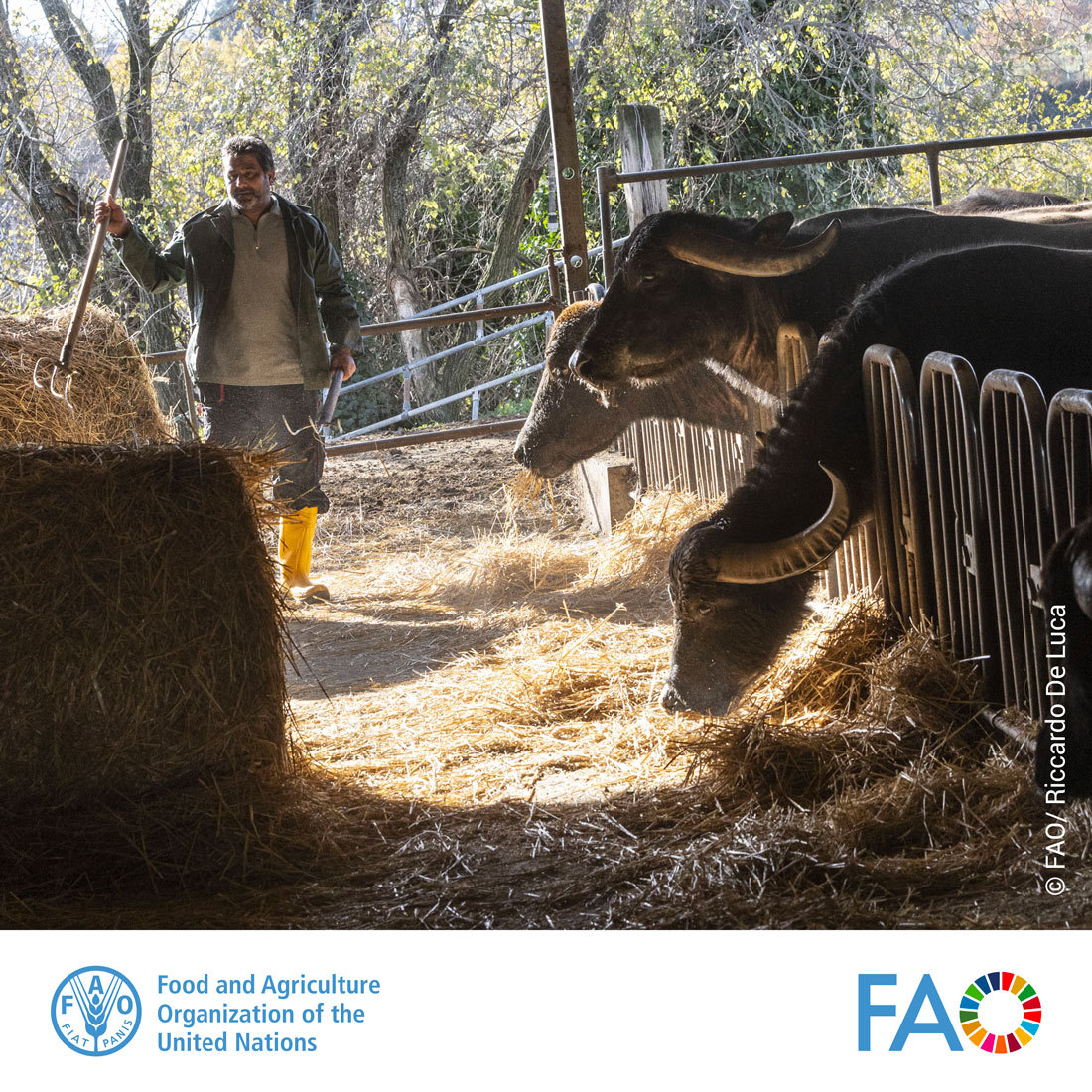 📚💻Discover @EuFMD's virtual learning platform with open-access and tutor-led courses to develop emergency preparedness for #FMD and similar diseases.

From disease-specific to support for PCP-FMD, find out more➡️ fao.org/eufmd/training…