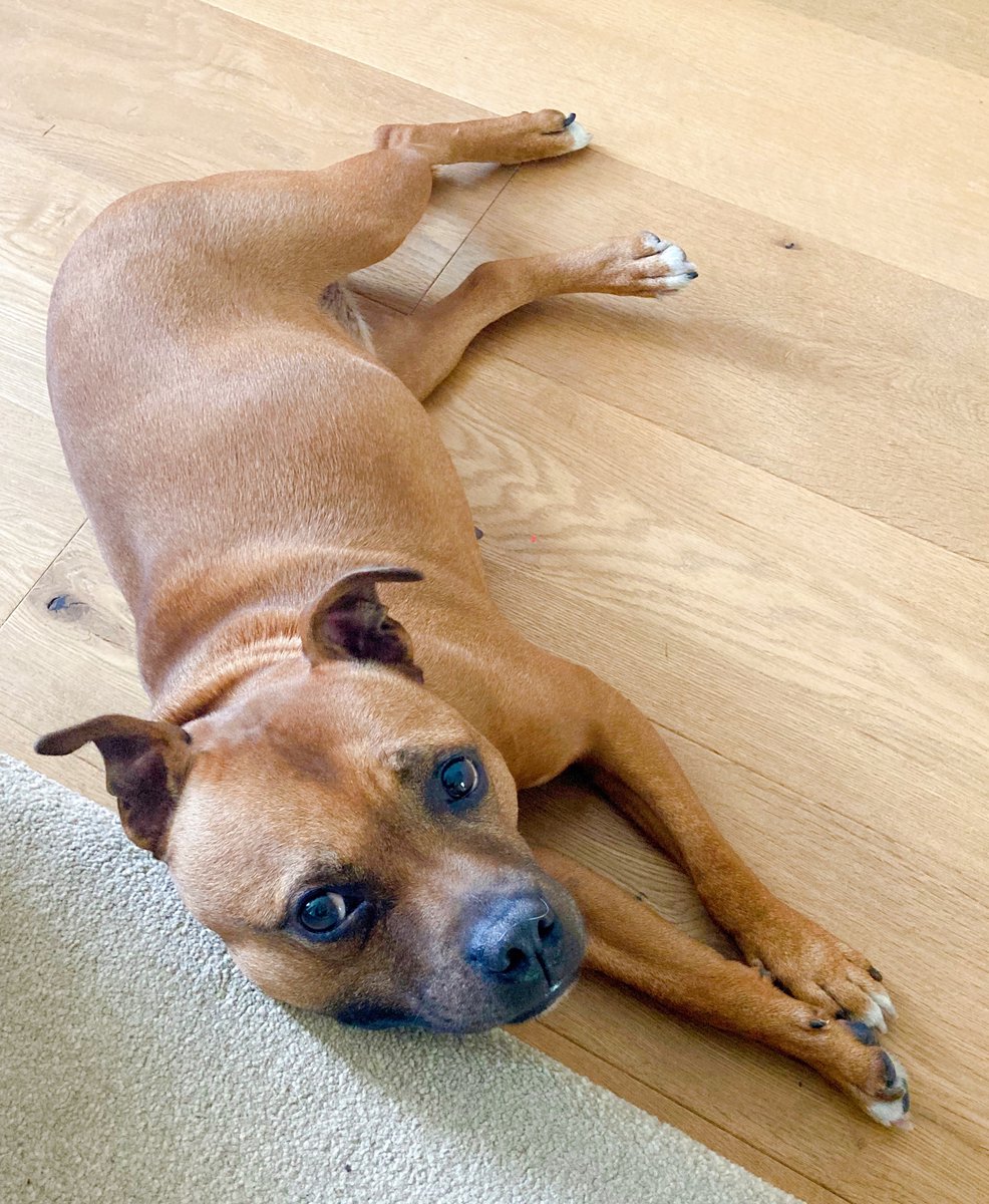 Dixie doodle bug  follows me absolutely everywhere sometimes when I’ve forgotten something upstairs ( every hour usually 🥹) I tell her to wait to save her little wonky legs….this is usually what I come downstairs to❤️
#rescued #loved