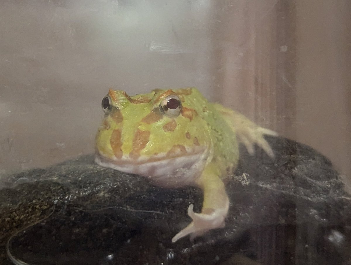 実は夏れぷでお迎えしていた黒夢（クロクマハムスター）とかえる（クランウェルツノガエル）です🐹🐸