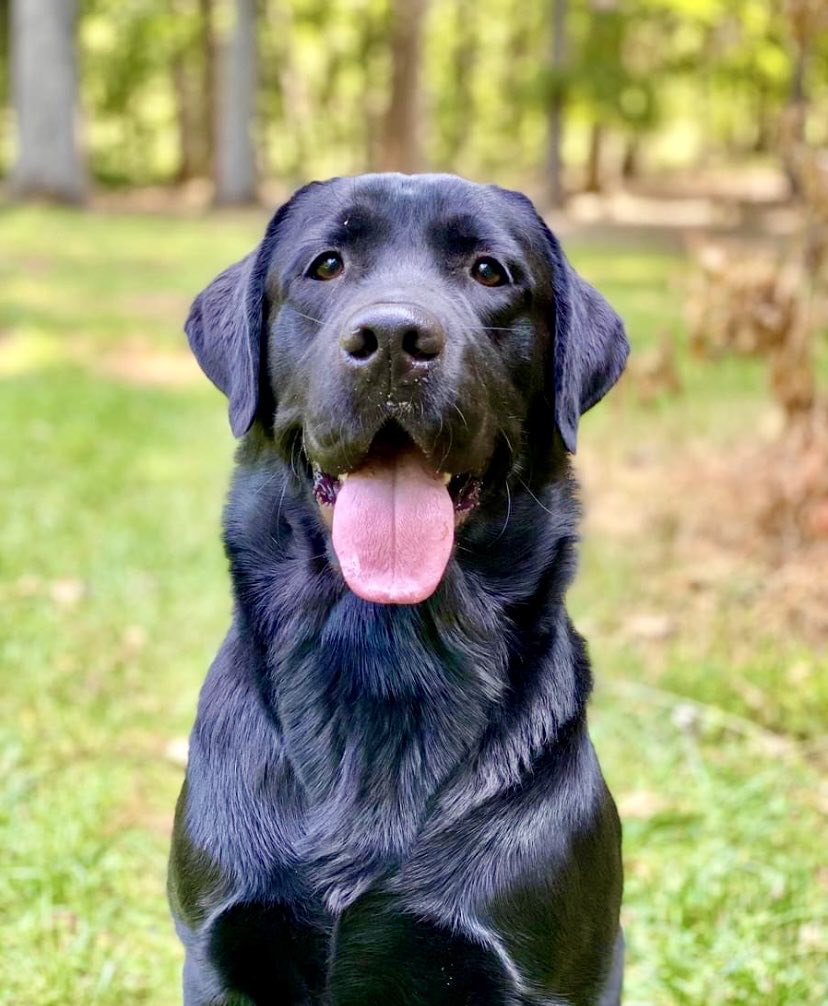 Now is the time to look at this dog.