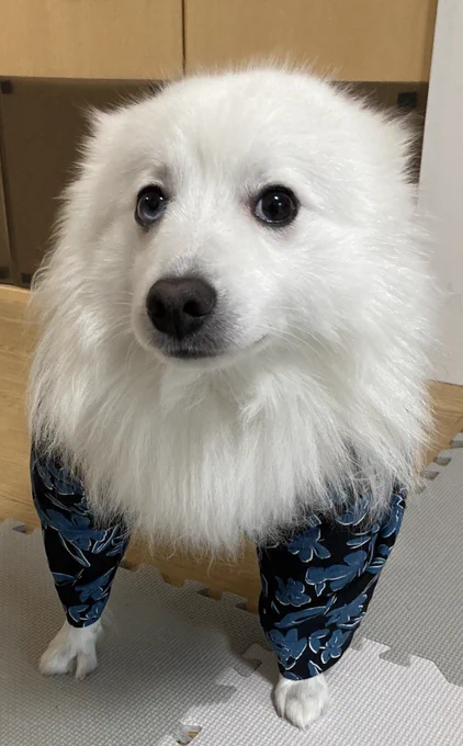 飼い主の服着てどちゃかわ～のはずなのに、飼い主のカメラスキルが無いせいで妖怪ドヤ顔2足歩行になってしまった犬… 