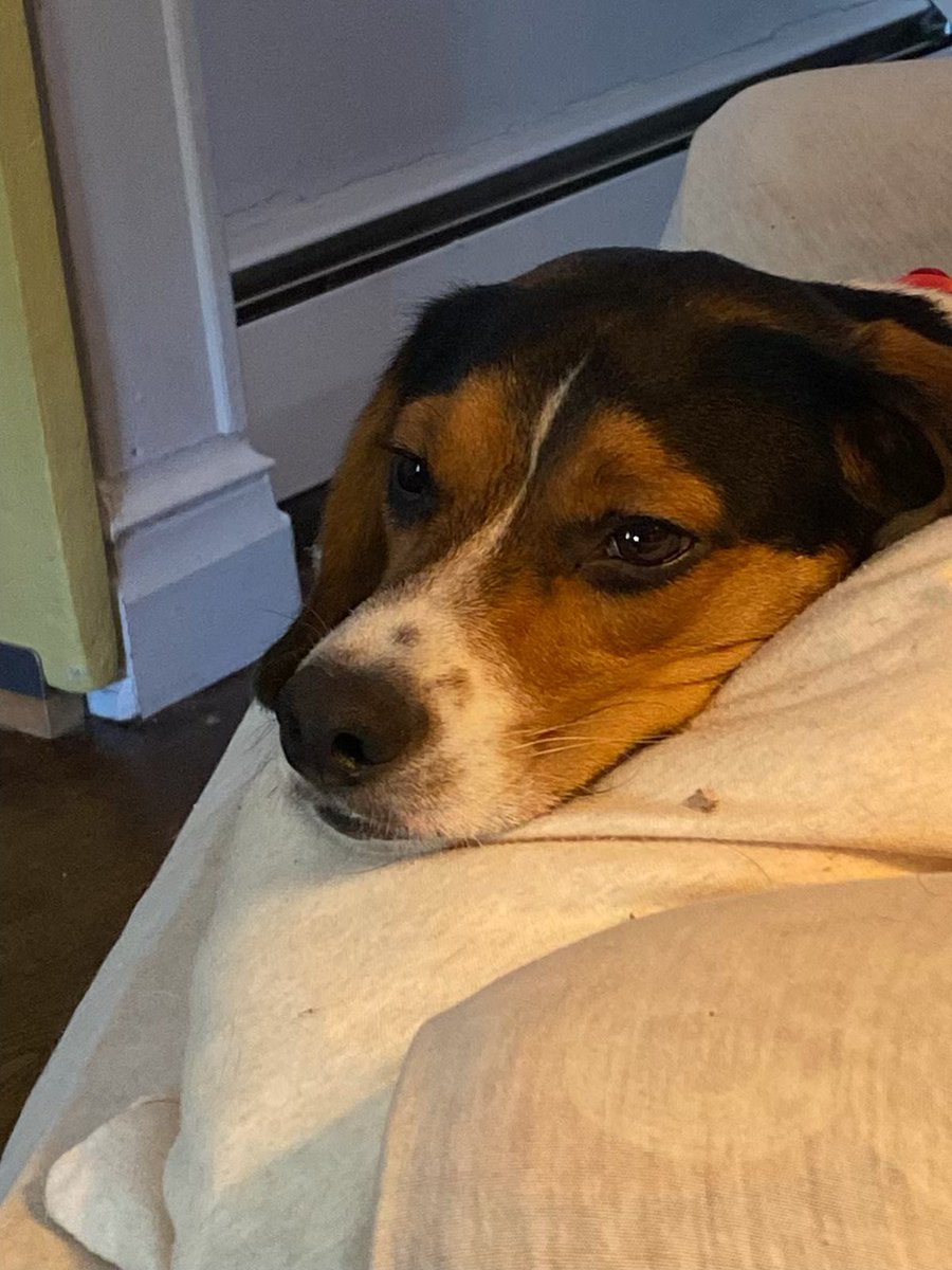 katkingallen's tweet photo. Happy International Dog Day to Dobby! If you don’t know how Dobby became part of the family - a father and son go into a mattress store and come out with a mattress and a stray puppy. 🤨❤️ #internationaldogday https://t.co/V8Yi03yvxW
