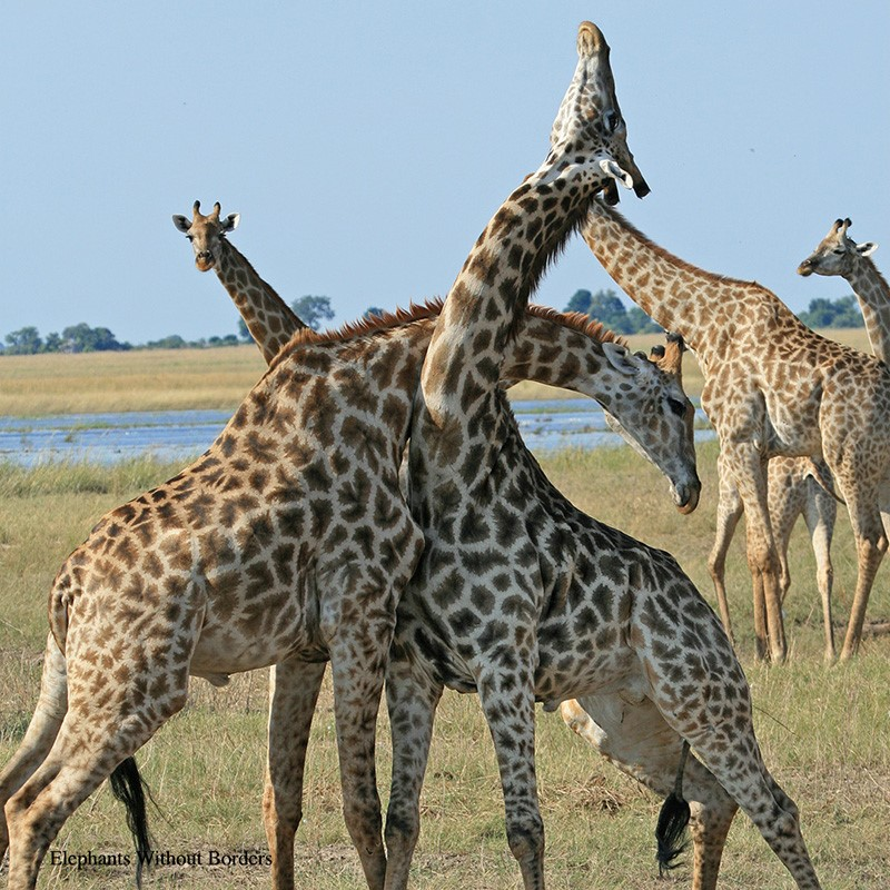 MaleLoveBR's tweet image. Gotham City Sirens #4 (no spoiler)

Unrelated but somehow related Flash Fact: the male #giraffe is possibly the homoest animal in existence.

Up to 94% of observed mounting incidents took place between two males. The proportion of same sex activities varied between 30 and 75%.