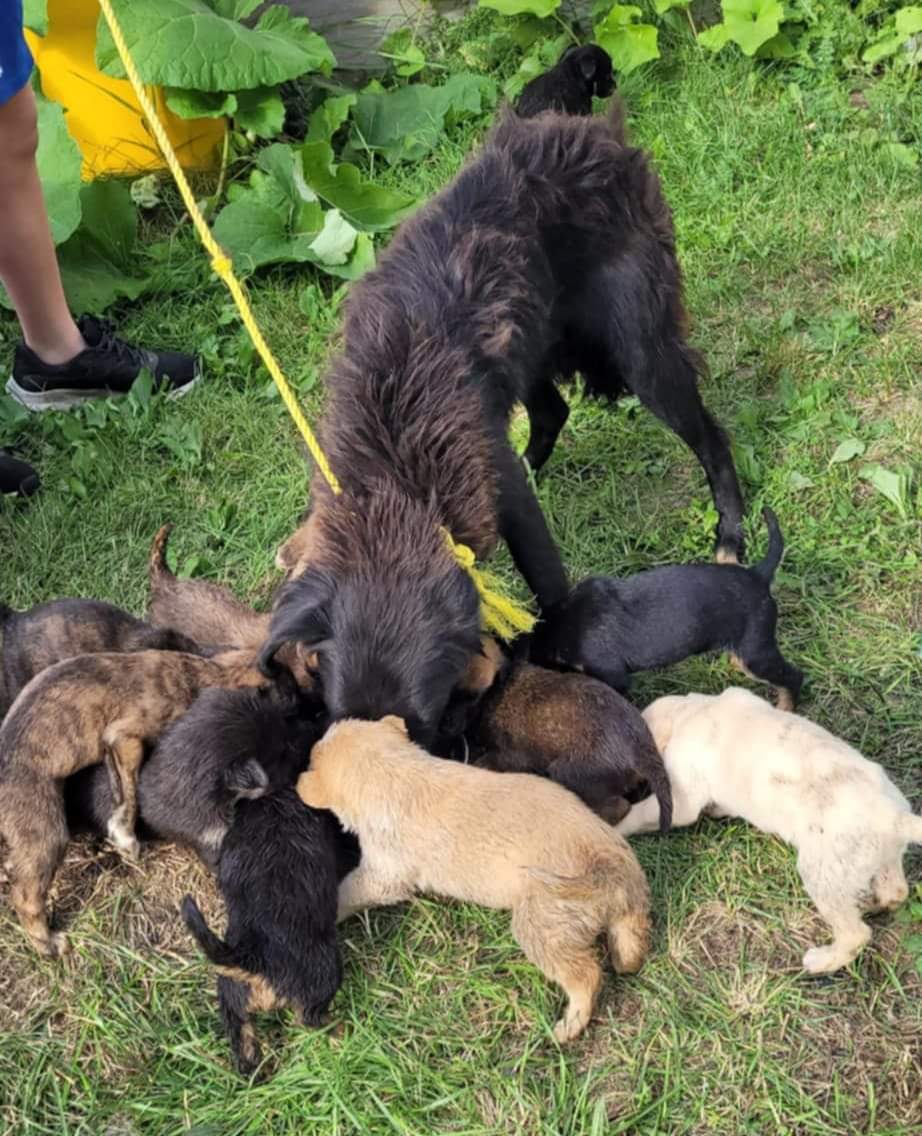 ManitobaAnimal's tweet photo. Another 15 dogs in.
All are in terrible condition requiring emergency vetting. 
Donate to  ⏬

https://t.co/uZH9EEksJ2

https://t.co/wg8ftXz2dk

#dogsofmaa  #rescuelifeneverstops
#manitoba #maadogs #northerndogs
#maaonehealth https://t.co/8XHBZUD9gY