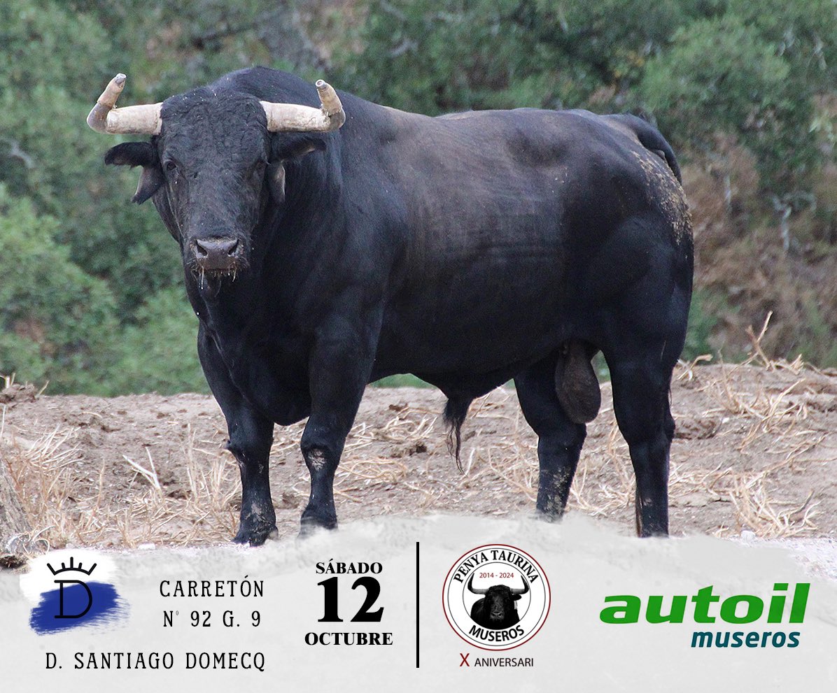 🔵⚪️ Os presentamos a “𝑪𝒂𝒓𝒓𝒆𝒕𝒐𝒏” 𝒏º𝟗𝟐 𝑮.𝟗 de 𝐒𝐀𝐍𝐓𝐈𝐀𝐆𝐎 𝐃𝐎𝐌𝐄𝐂𝐐, segundo toro reseñado para el encierro del próximo 12 de Octubre en Museros. 🇪🇸 

🎂 10 ANIVERSARIO, Penya Taurina Museros ✨ 

<a href="/santiagodomecqb/">Ganadería Santiago Domecq</a>