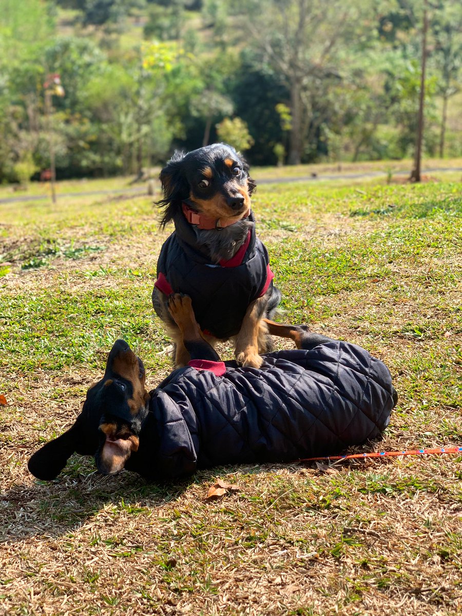 chavederua tweet media