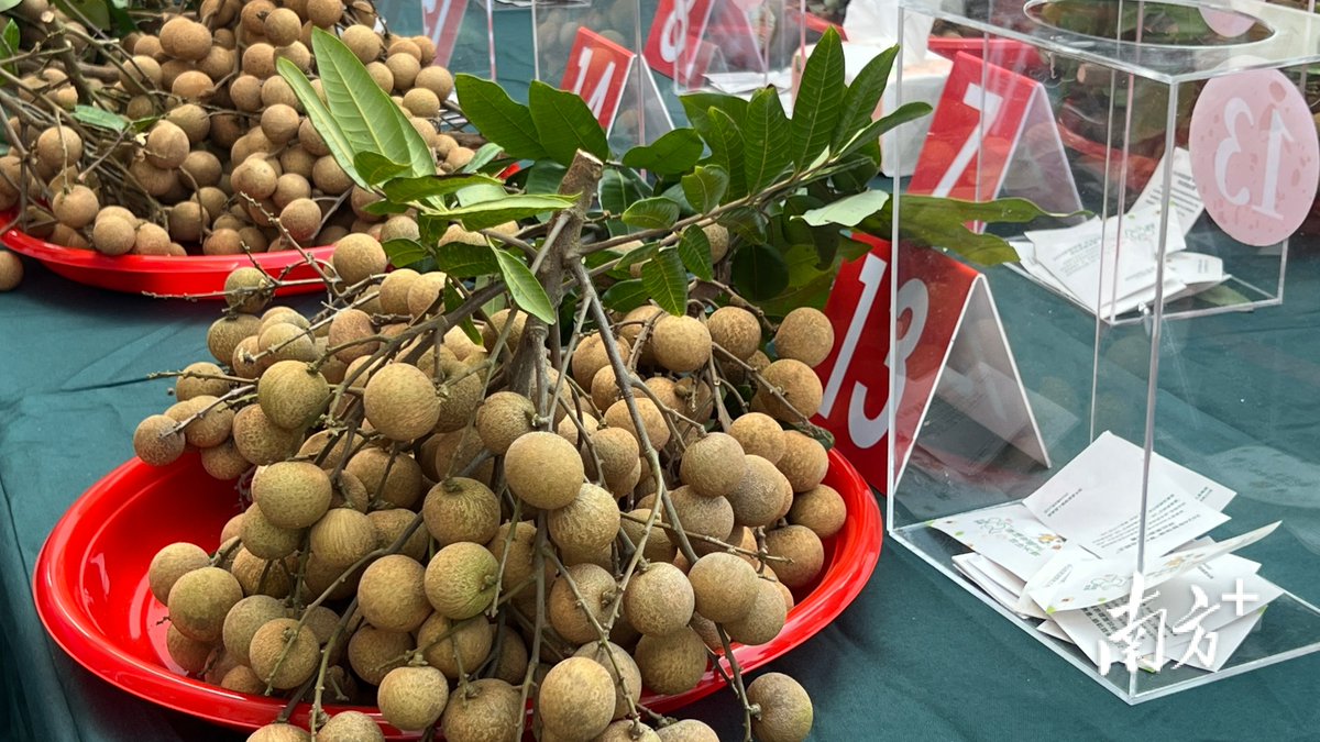 lovechaozhou's tweet photo. On August 27th, a competition to select the best😍 longan was held in 📍Lianrao Town in #Raoping County of Chaozhou. 19 local fruit farmers and demonstration orchards participated in this #competition.
Lianrao Town is famous for its lychees, longans, and other #agricultural #products🌾. This year, the total area of #longan cultivation in Lianrao Town is approximately 3788.9 acres, with a total output of around 20000 tons and a production value of about 200 million RMB.