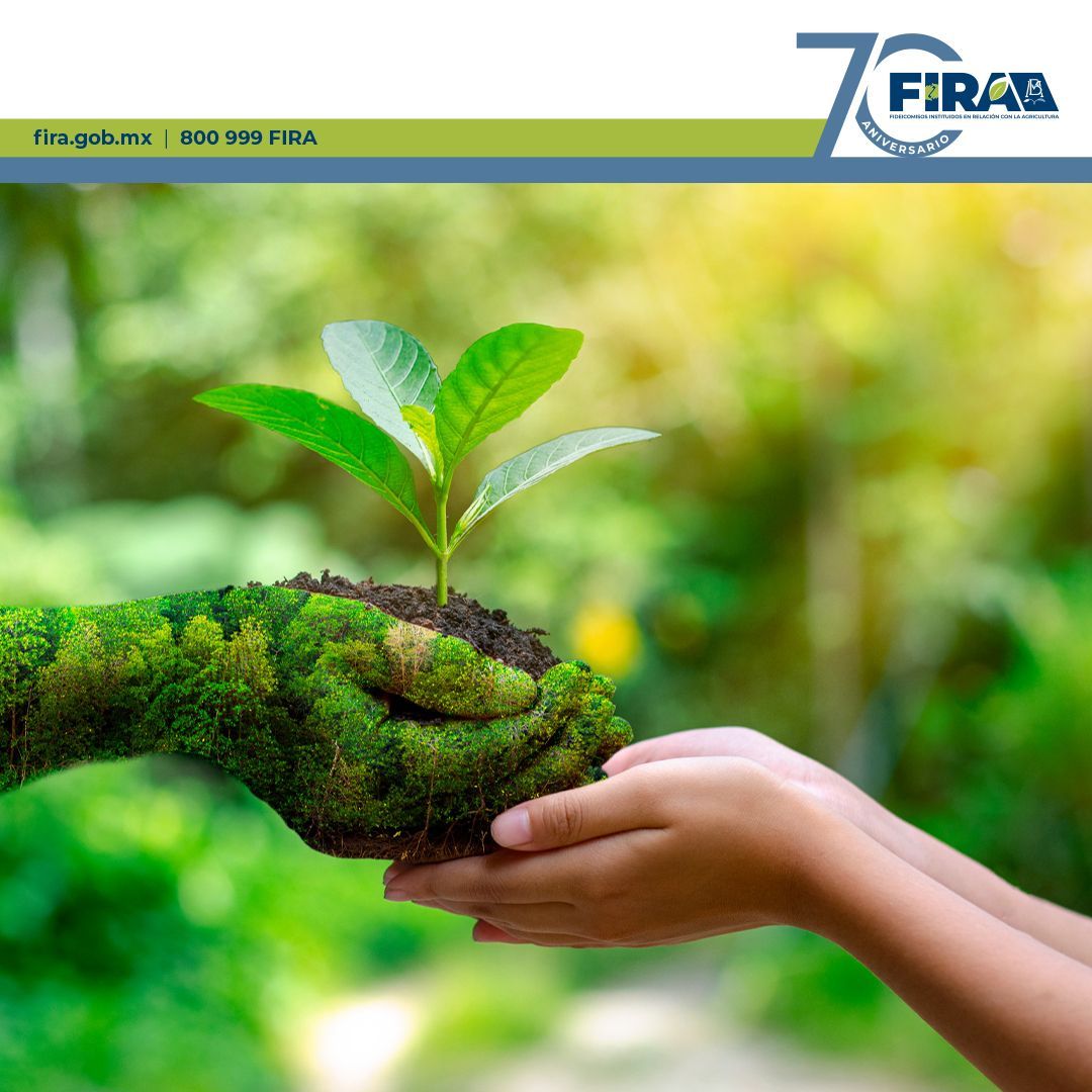 FIRA_Mexico's tweet image. 🌿💰 Nuestros bonos verdes ofrecen la certeza que los inversionistas necesitan en el mercado bursátil, impulsando un futuro más verde y responsable. 💹🌎 #InversionesSostenibles #BonosVerdes #CompromisoAmbiental buff.ly/3T3KBjG