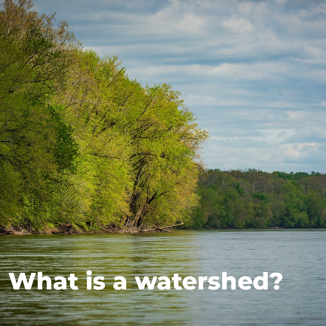 A watershed – the land area that drains to one stream, lake or river – affects the water quality in the water body that it surrounds. Healthy watersheds provide many benefits to ecosystems:

💧 nutrient cycling
💧 erosion control
💧 water storage and filtration
💧 flood control