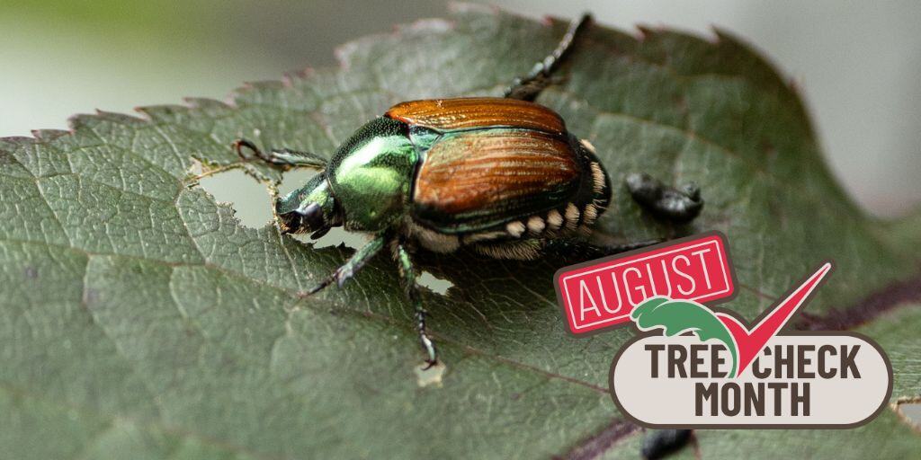 CanadaInvasives's tweet image. Like some of us not eating the bread crust, the Japanese beetle avoids leaf veins, leading to skeletonized or ‘lacy’ leaves. Report signs of Japanese beetle, especially if you live in British Columbia. 

#TreeCheckMonth