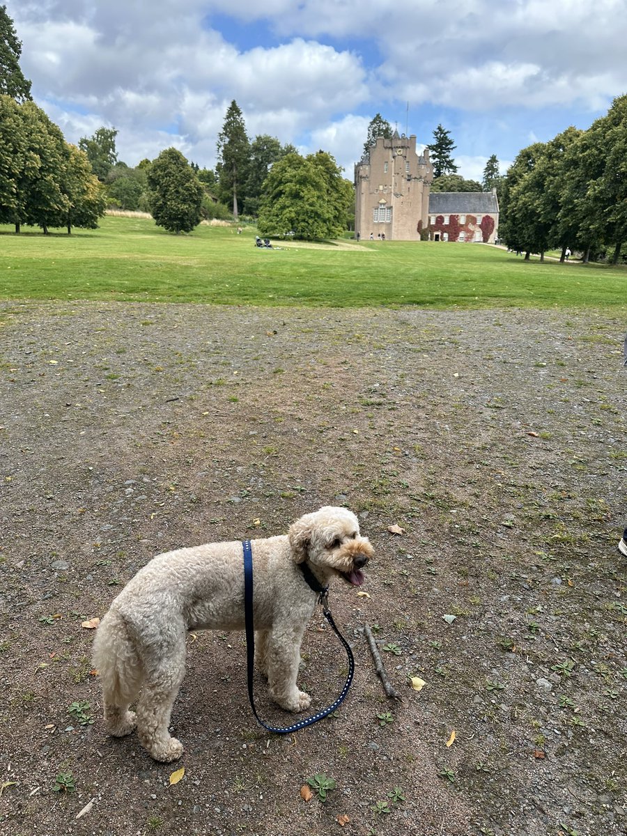 Big cousin Barney &amp; I are going to live in a castle 🏰 
Well……we’re going for sniffs around the grounds…… 😋🐾🐾