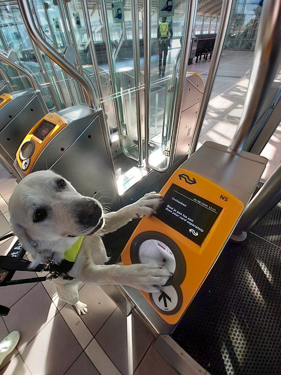 En hier is ze dan, 🦮 Trix! Sinds maandag zijn Trix en ik aan het trainen om een team te worden. we leren elkaar steeds beter begrijpen. zou nu al niet meer terug willen naar mijn stok. lieve Trix, wij gaan samen heel veel mooie avonturen beleven! lief🥰