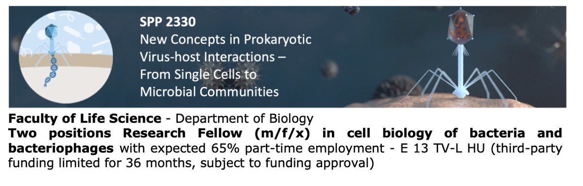 Philipp Popp (@__jphilipp) on Twitter photo Together with the <a href="/Salmo_Lab/">Marc Erhardt</a> we are looking for two PhD candidates to work on the Zorya anti-phage defence system within the <a href="/SPP2330/">New Concepts in Prokaryotic Virus-Host Interaction</a> consortium.
Please spread the news and further reading can be found here: molmicro.hu-berlin.de/jobs.html Together with the <a href="/Salmo_Lab/">Marc Erhardt</a> we are looking for two PhD candidates to work on the Zorya anti-phage defence system within the <a href="/SPP2330/">New Concepts in Prokaryotic Virus-Host Interaction</a> consortium.
Please spread the news and further reading can be found here: molmicro.hu-berlin.de/jobs.html
