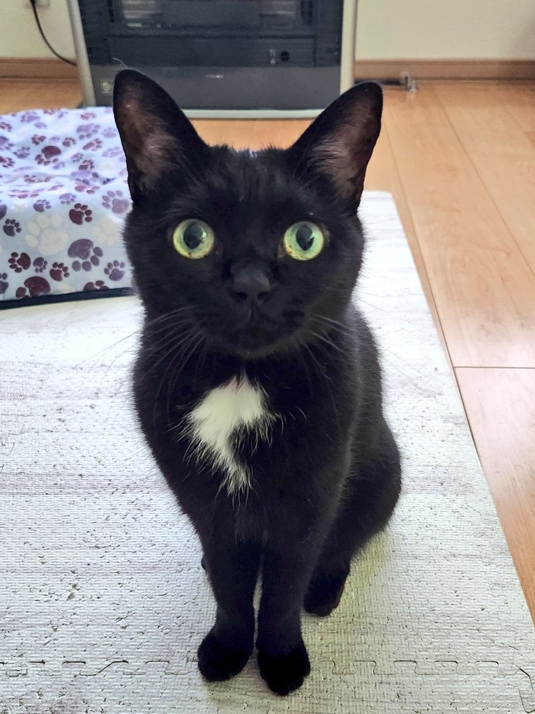 くろまめ Random Ribbed Cotton Dress | Mame