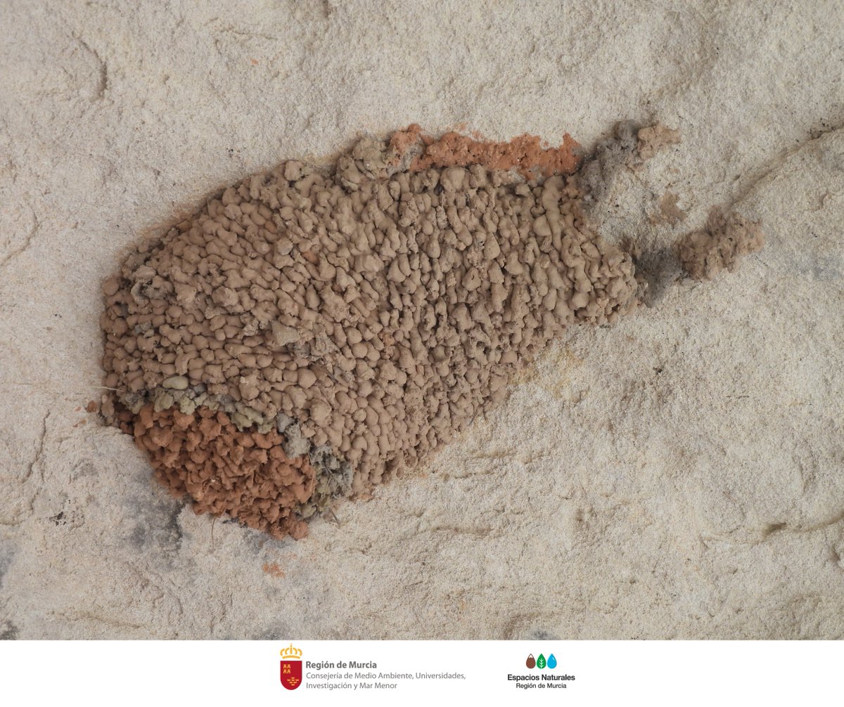 MonteArabiMN's tweet image. Las #Golondrinas construyen sus #Nidos con unos 2.500 pedazos de barro, paja y saliva, lo que les cuesta tiempo y energía 🪺

Derribar sus hogares afecta su bienestar y el de sus crías 🐣

¡Respetemos y protejamos!

#NoDestruyasSuHogar #SOSNidos #Conservación