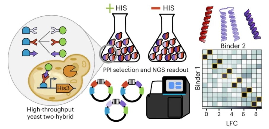 It's time for a small celebration! 🎉🎉😀🎉🎉

And if you like high-throughput assays and protein design, then join us for in this thread🧵

Massively parallel measurement of protein–protein interactions by sequencing using MP3-seq

nature.com/articles/s4158…