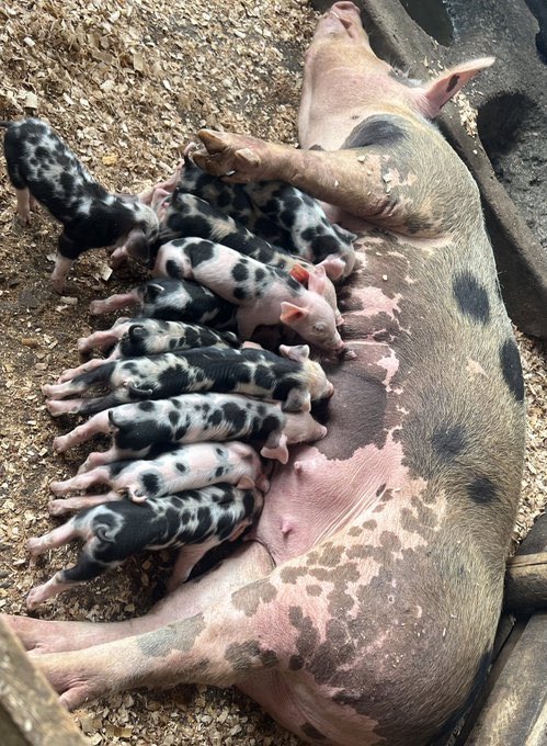 Before you start a pig farming project in Rwanda, you have to decide how many pigs you want to farm, where you are going to keep them, and the target market. 

The number of pigs you keep will depend on the amount of land/capital you have, and also the size of your target market.