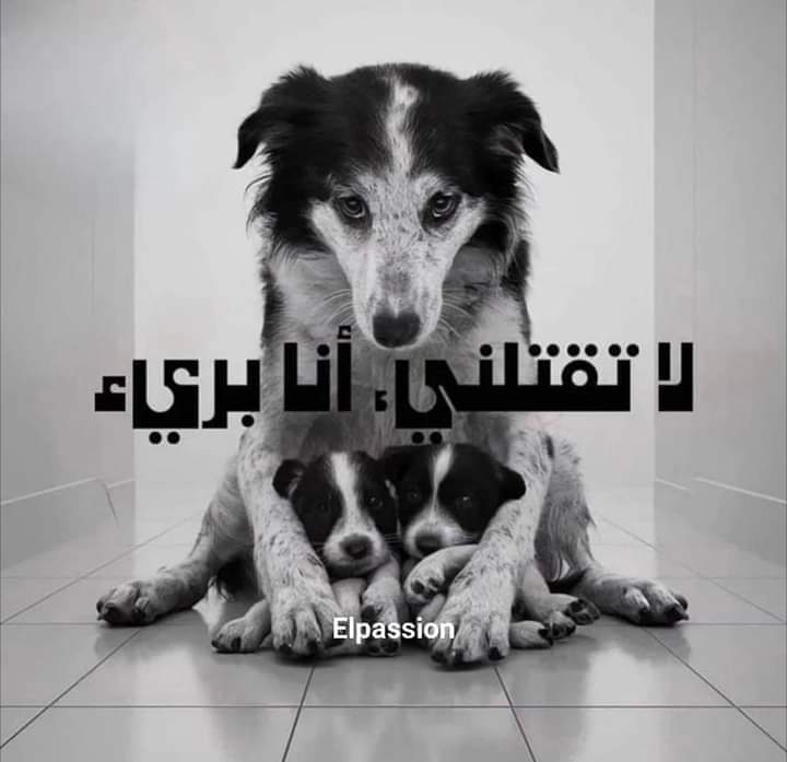 Helasassi98's tweet photo. الكلاب السائبة هي مسؤوليتنا و من حبها تعيش نعمل لتبرع و نعم لتلقيح هذه الكلاب و لا للقنص 
القتل ماهوش حل بالعكس هو مشكل تقتل كائن و هو حي و ماعندو حت�� ذنب 
نعم بجمع تبرعات و فتح مراكز تلقيح مجانية أو مراكز للعناية بهذه الكائنات https://t.co/PdIuyTQoR0