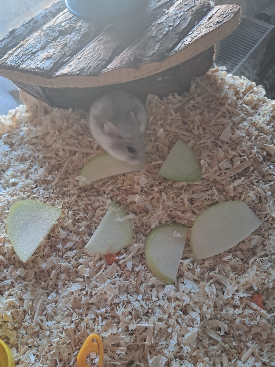 Fluffy The Hamster tweet media