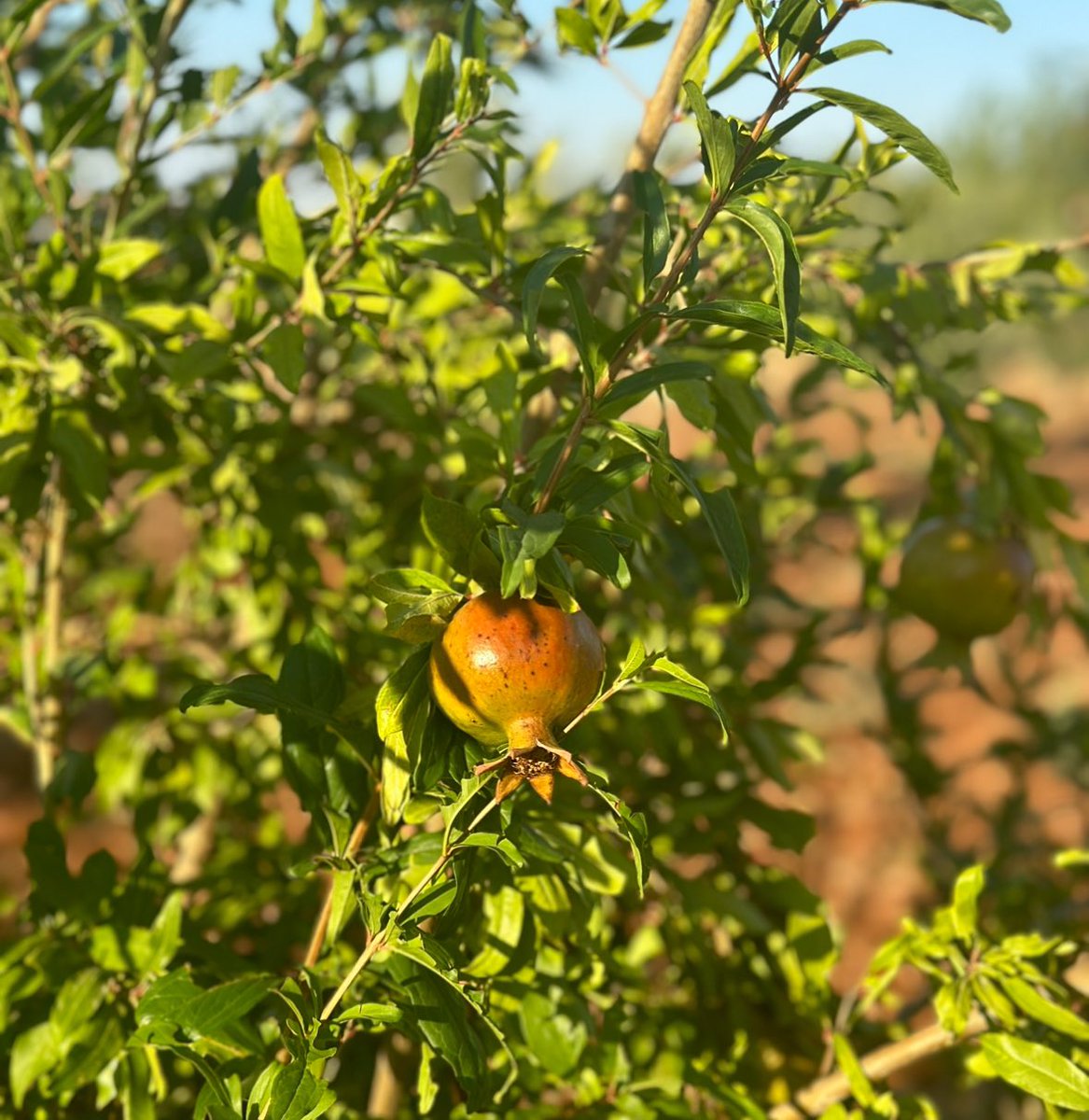 NicoTieni's tweet photo. Incontri ravvicinati con la natura 

. Running 🏃🏃🏃

. Passione 

. Contrada Gesuiti. #NicoTieni https://t.co/4NllGRv7fT
