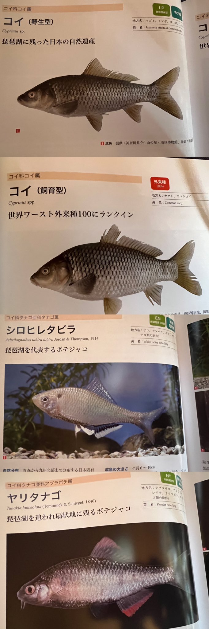 琵琶湖の魚類図鑑 - Search / X