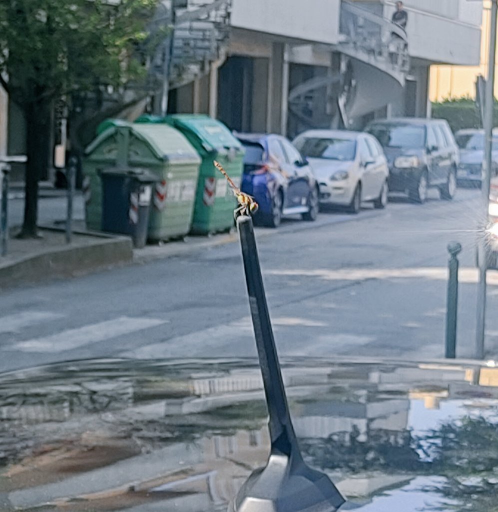 While my friend is waiting for Natlan, I went out and found this little one (⁠ ⁠◜⁠‿⁠◝⁠ ⁠)⁠♡
Isn't it extra cute?