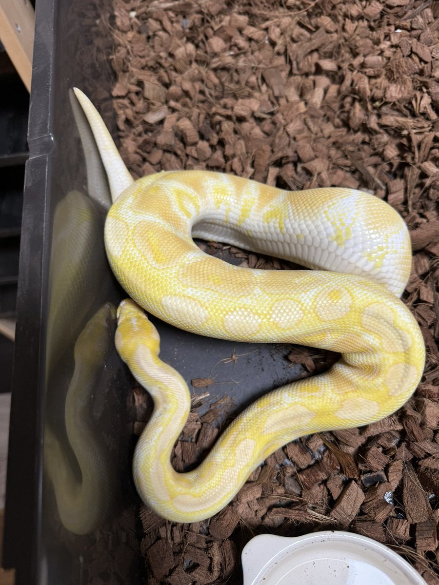 R&M Reptiles tweet media