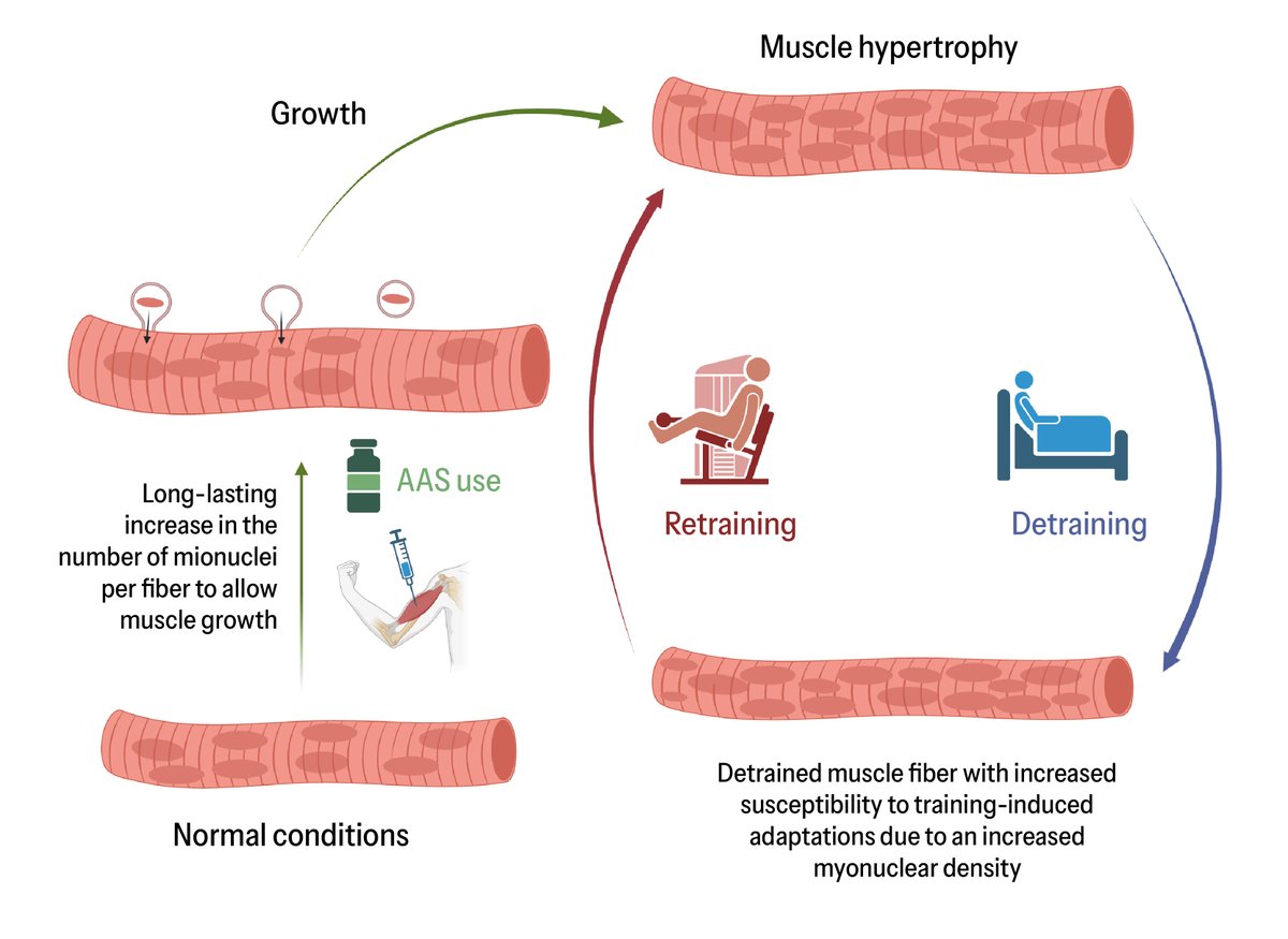 Check out this #ArticlesInPress, Persistent physiological benefits from doping? Ethical implications for sports integrity

Pedro L. Valenzuela, et al. 
ow.ly/pC2V50T6SK3 #JAPPL