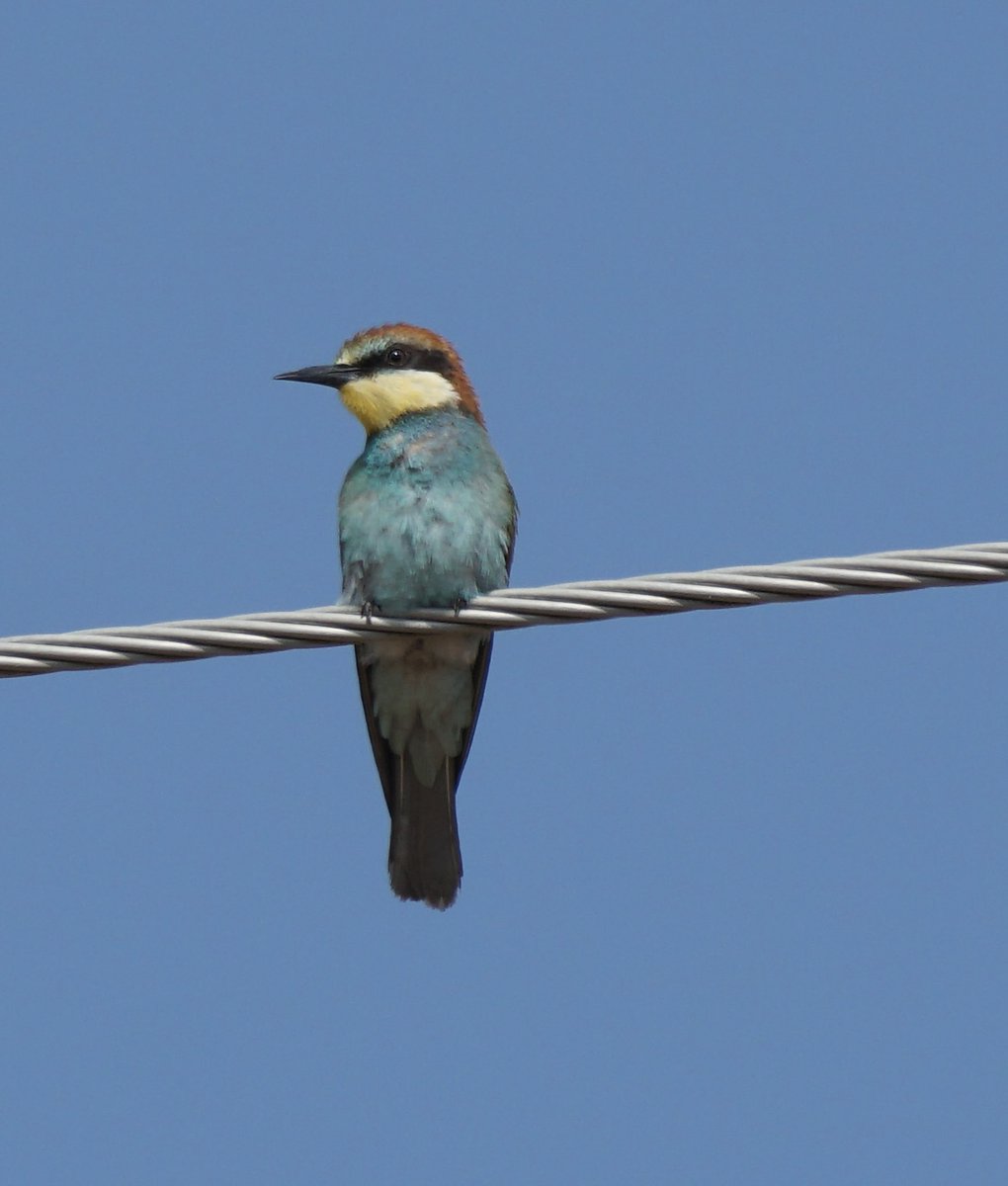 jmpicasprat's tweet photo. Força ambient d’abellerols. Marxen aviat? #abellerol #abejaruco #ocells #ocellsdecatalunya #ocellsdavui #ocellar #birds #casserres #berguedà https://t.co/KyYwxNTZAu