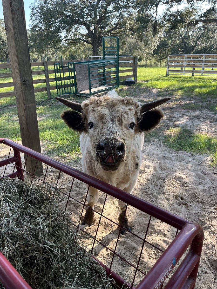 Hope everyone is enjoying their last few days of summer and has an amazing school year - Klondike 🖤🤍