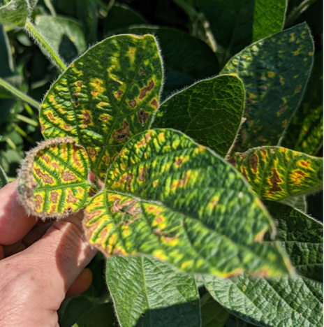 “In fields with a high risk for SDS, it is important to pair soybean variety resistance with an effective seed treatment...both fluopyram (ILEVO) and pydiflumetofen (Saltro) are still effective fungicides to include in SDS integrated management programs.”

From the article