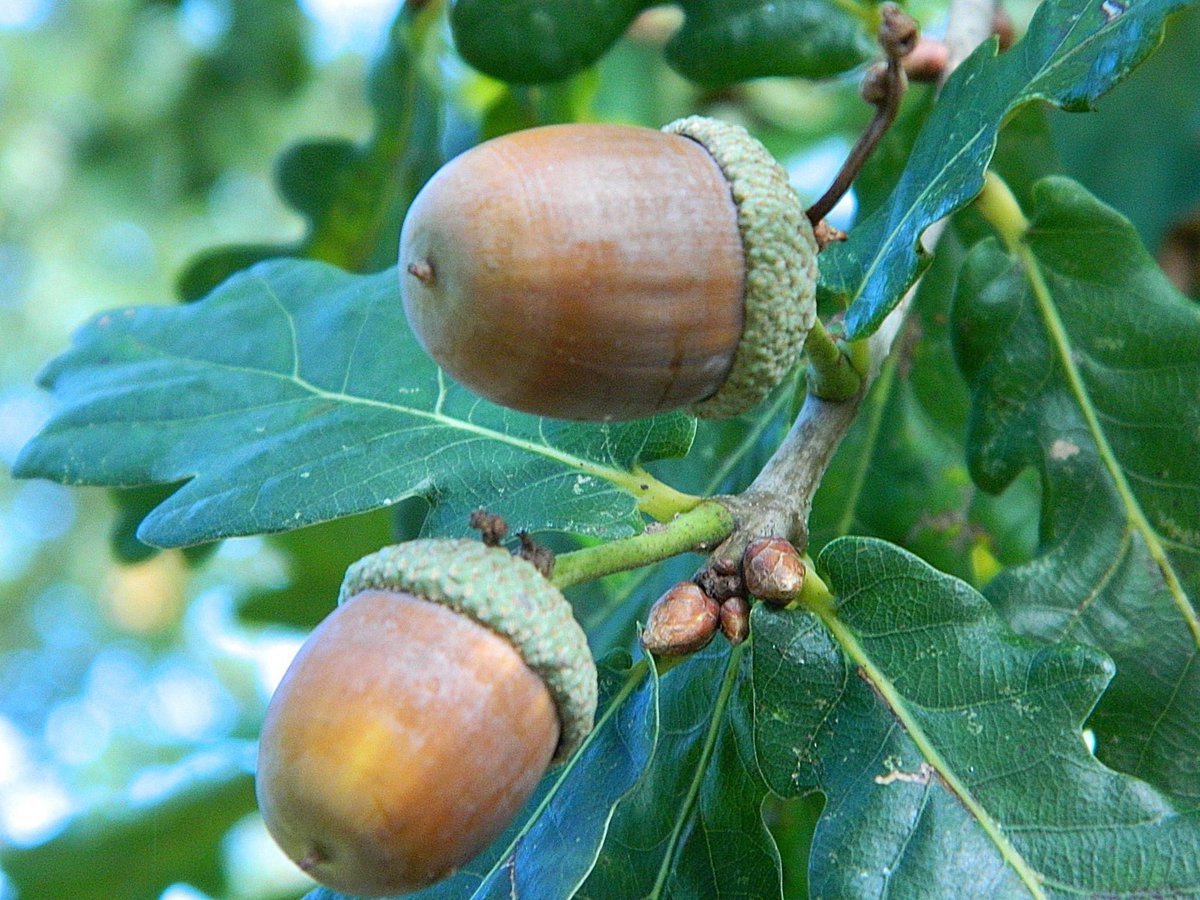 I have just been reading about Romany child burials from a long time ago; they were buried with an acorn in each hand, usually along a green lane at a favourite stopping place, often resulting in twin oaks as a remembrance marker.