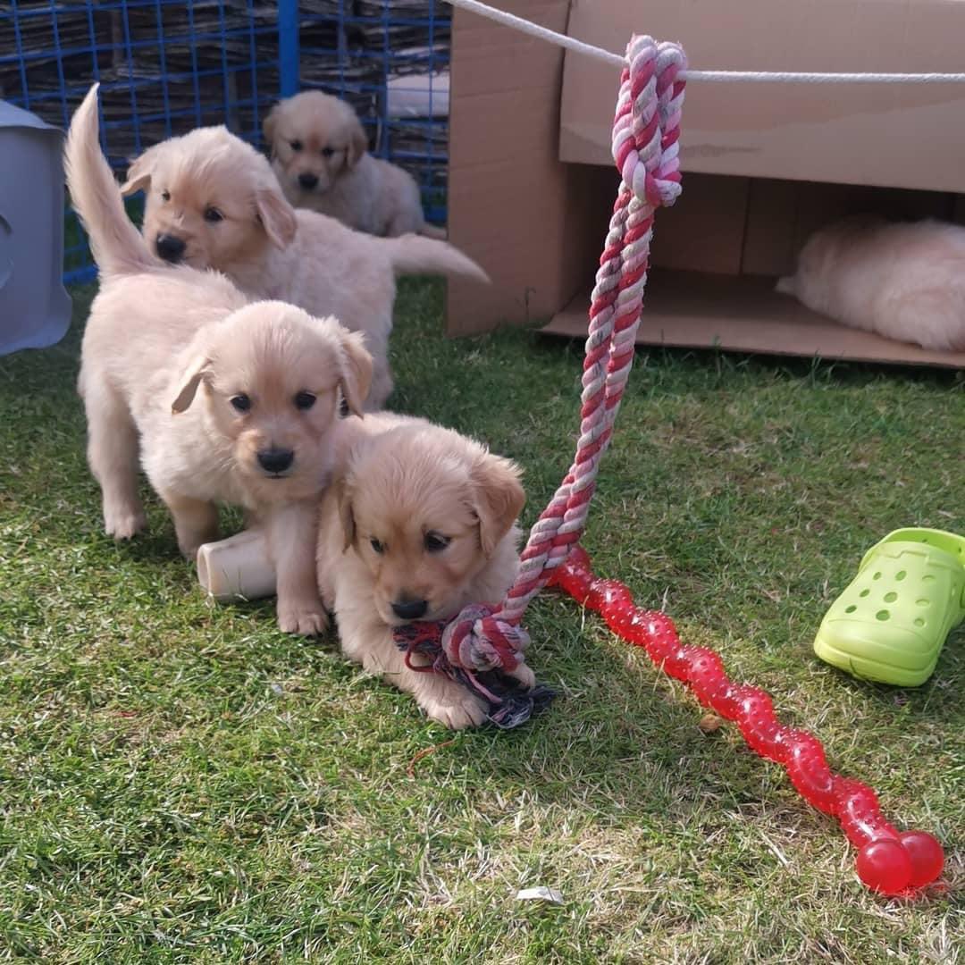 Bailey playing with his siblings when he was still with his <a href="/guidedogs/">Guide Dogs</a> mum so under 7 weeks old. There were 8 puppies all together with 4 progressing to become guide dogs, one a guide dog mum. The guide dogs success rate was lower than usual due to the disruption of the pandemic