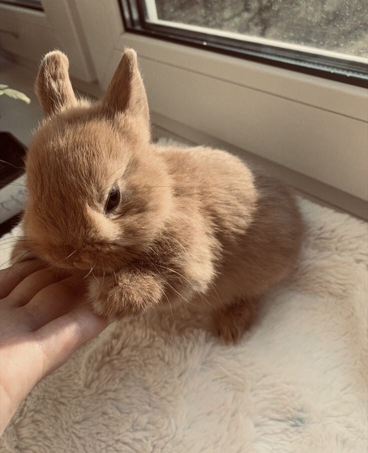 Bom dia!

Apresento a nova mascote do Hybrid Ink: o Senhor Chocolate.

Trouxe esse amorzinho da fazendinha e ele já está se habituando à casa. Espero que goste do estúdio!

Marquem sessão comigo, de brinde podem dar mamadeira pro Senhor Chocolate. 😉