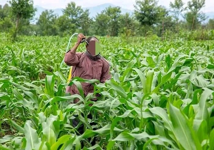 OdongoSanto's tweet photo. A farmer sprayed his crops with a pesticide. Hours later, herdsmen brought 11 cattle onto the farm, and the cattle died from grazing on the sprayed maize crop.
The cattle owner is suing the owner of the farm and requires compensation. Who is at fault and why? https://t.co/ML1UR0L2iU
