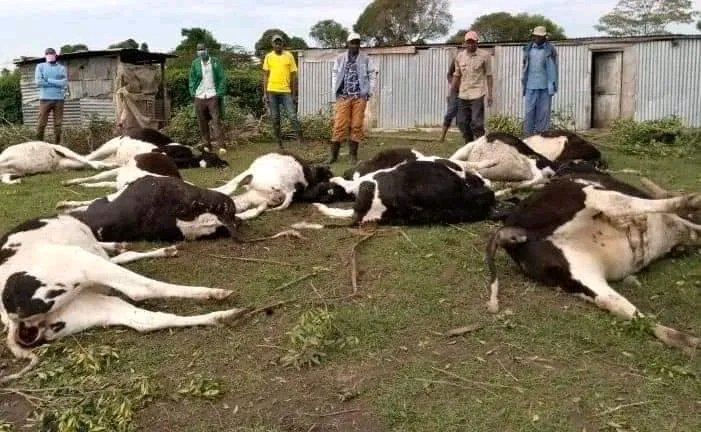OdongoSanto's tweet photo. A farmer sprayed his crops with a pesticide. Hours later, herdsmen brought 11 cattle onto the farm, and the cattle died from grazing on the sprayed maize crop.
The cattle owner is suing the owner of the farm and requires compensation. Who is at fault and why? https://t.co/ML1UR0L2iU