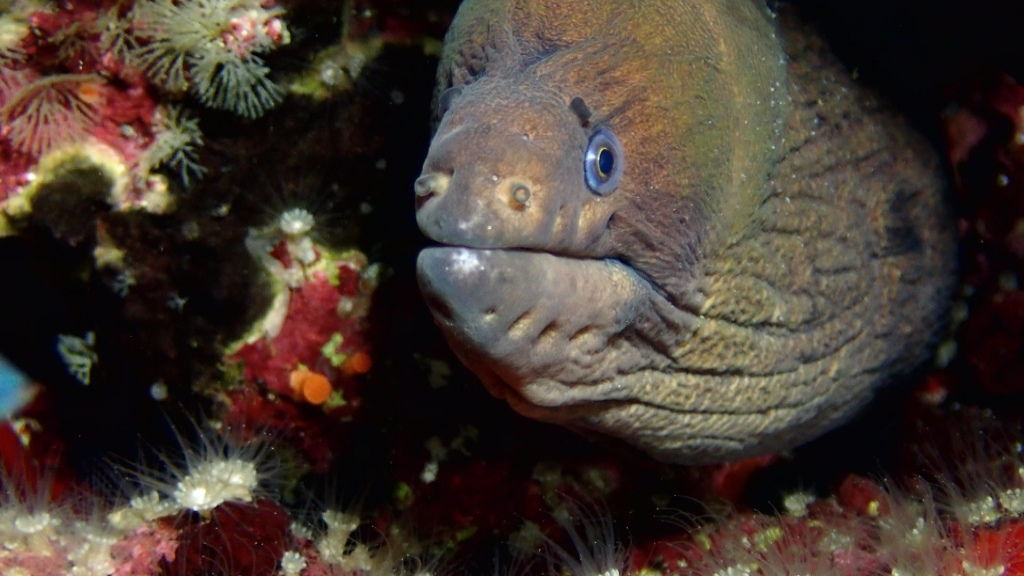 🤿  A la plataforma 3Cat, “Arxipèlag blau”. En aquest capítol recorrem les costes rocoses, des de la part emergida on crien corbs marins i virots, fins als fons coral·lígens
ccma.cat/3cat/costa-roc…