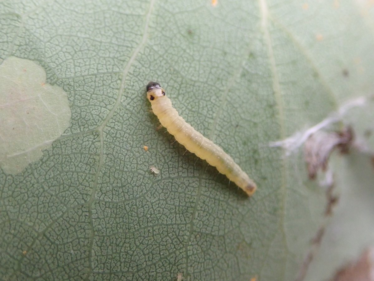 Sciota hostilis is only known to breed at 2 sites in the UK. We failed to find larvae at the Warwicks site y'day - no records there since 2011 (concerning, though it can be hard to find). Good to see several other uncommon Aspen associates though - see captions on photos.