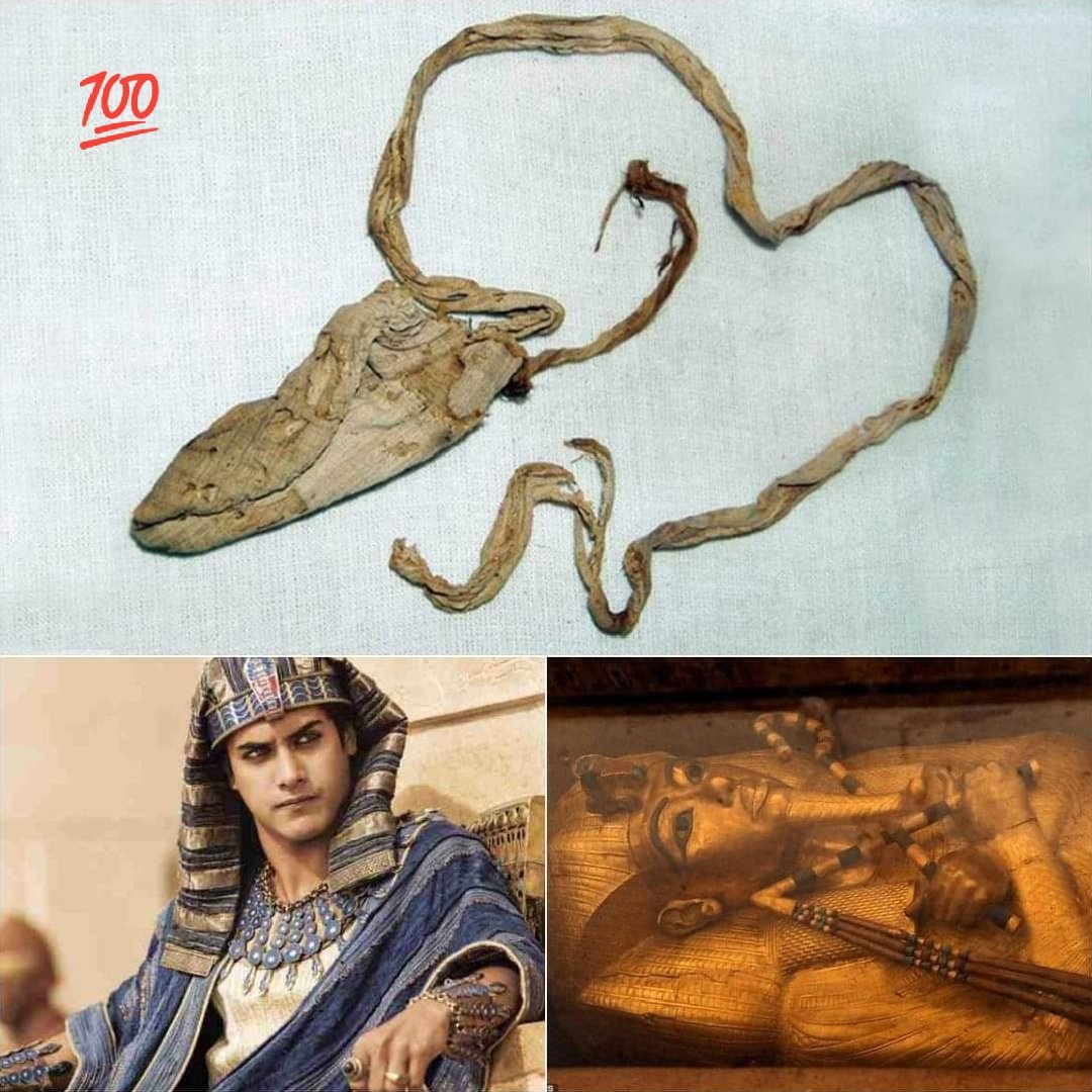 3,000-Year-Old Condom Found in the Tomb of a Famous Ancient Egyptian King
#Archaeology #AncientSacrifices #UnsolvedHistory #ChimuCulture #AncientMystery #ArchaeologicalDiscovery #Ancient #Archaeology #Mystery #Mummies