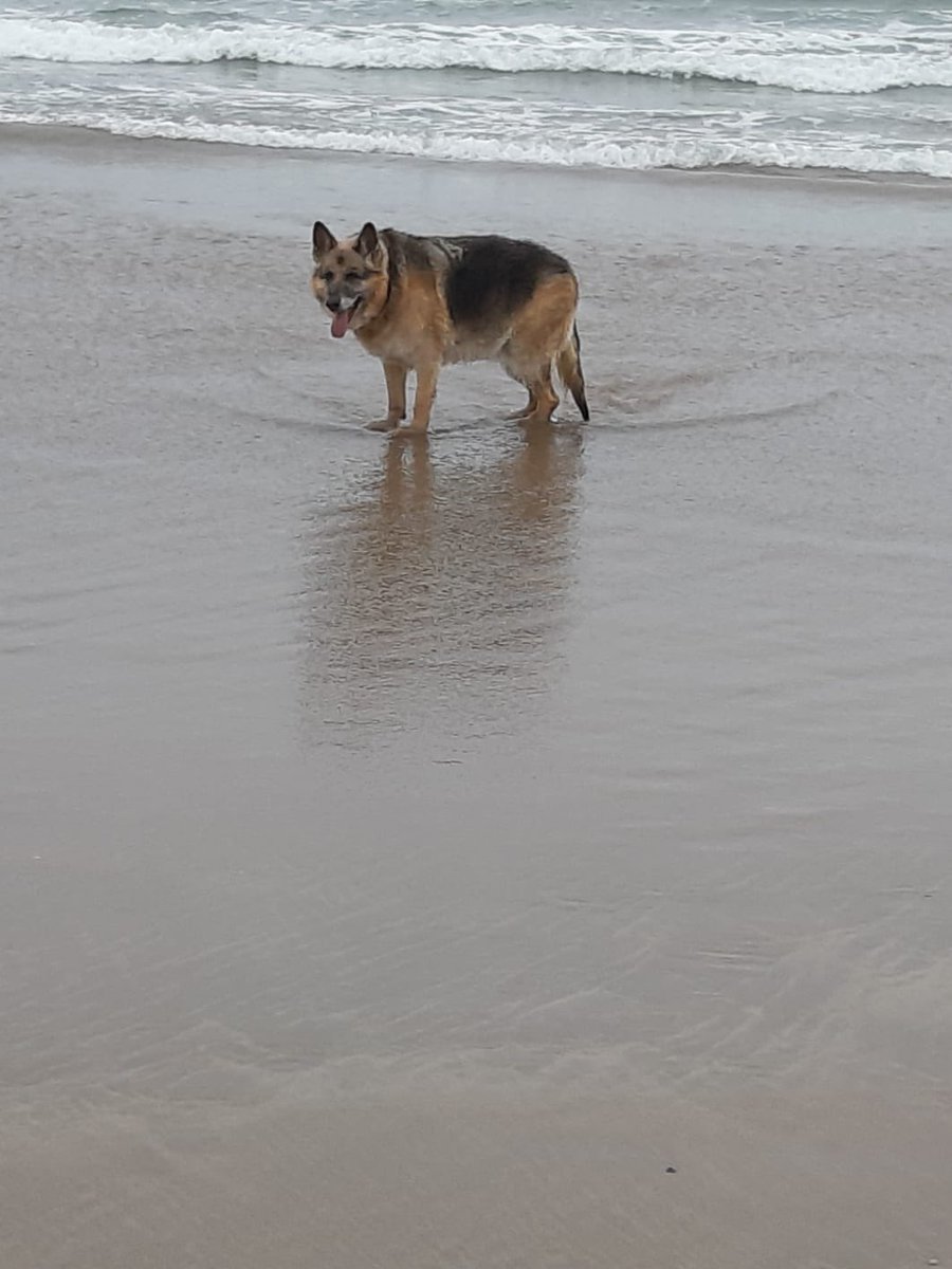 Remembering Kim, our beautiful GSD, a real character who loved life - 5 years of missing her #remembranceday