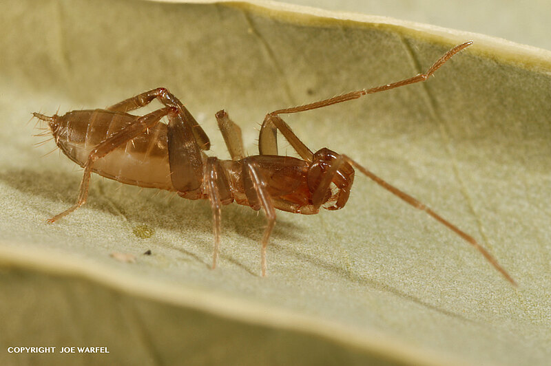 Check out this thread on a passion project I did with my good friends <a href="/BelojevicJelena/">Jelena Belojevic</a> and <a href="/RianBraig/">Florian Braig</a> about your new favorite animal, the adorable short-tailed whip scorpion (Schizomida)