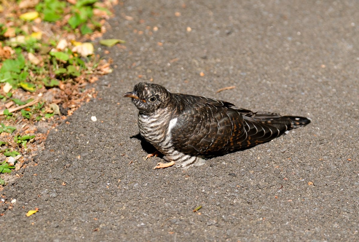 Peter Zuleger tweet media