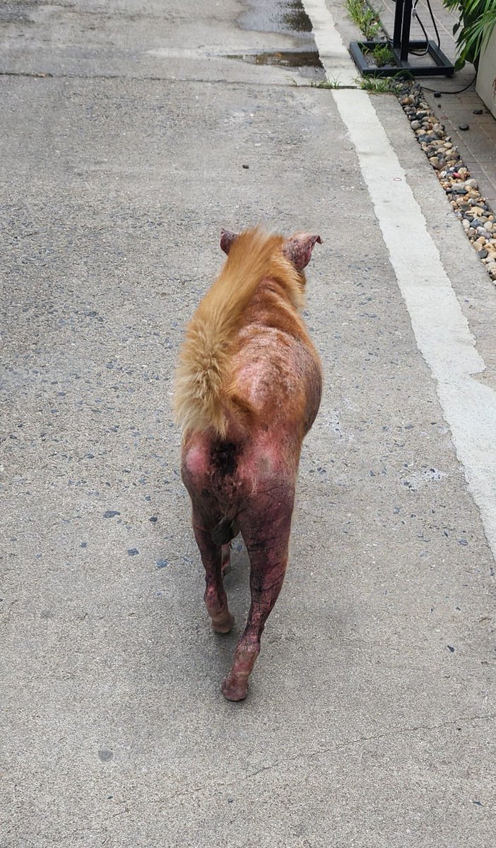 Niall Harbison tweet media