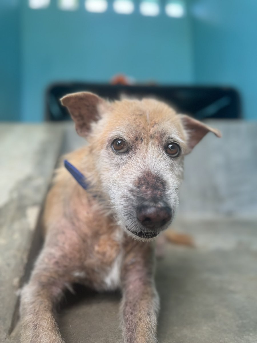What I learn with the dogs is that you might not get there on day 1 or even week 1. Give it enough time though and they’ll always let you in. 

We’re not fully there yet but Anthony Hopkins is starting to look stunning I think you’ll agree. The eyes say it all 🥰 (8/8)